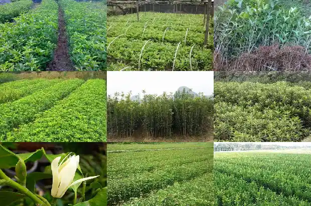 门前面桂花树种起来好1685666193446