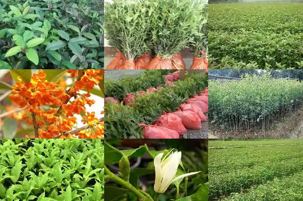 南方种桂花树能活吗1685666217313