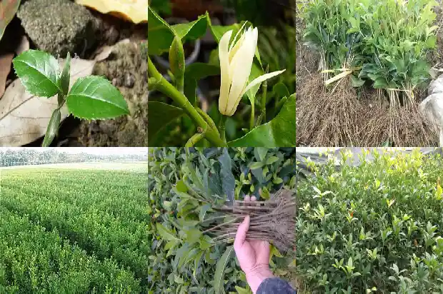 南方种桂花树能活吗1685666217409