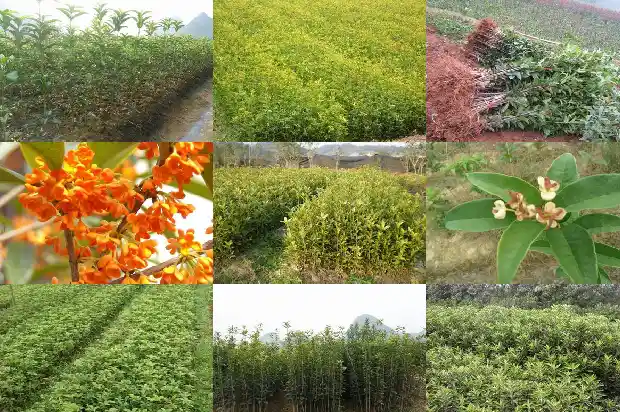 南方种桂花树能活吗1685666217456