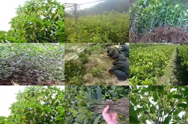 家乡的桂花树500字1685666258295