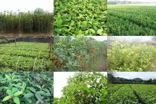 盆栽桂花的管理1690850235073
