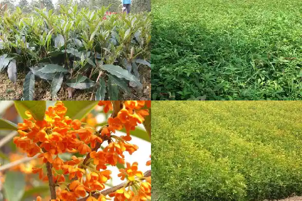 家乡的桂花树500字1685666258391