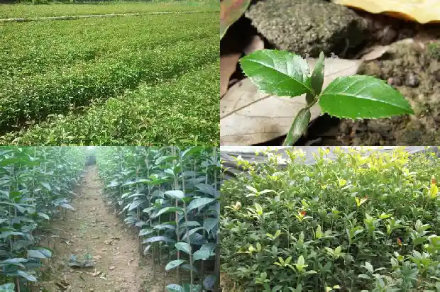 移栽的桂花树当年能开花吗1690245508962