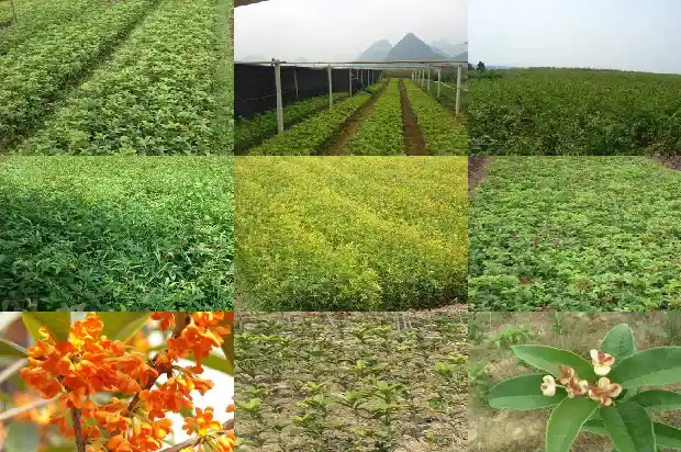 外面的桂花再香也比不上家乡的桂花1685666282283