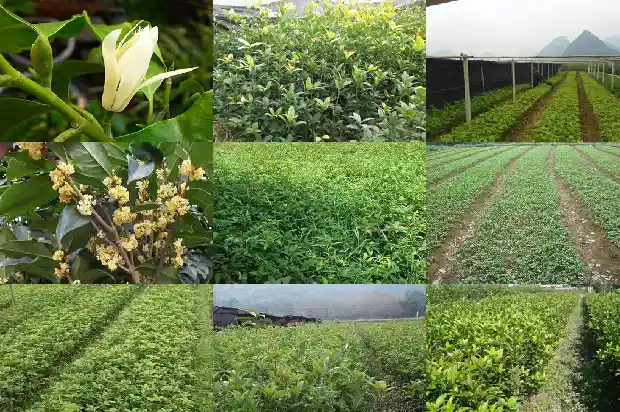 大门前不能栽桂花树吗1690677359966