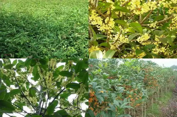 外面的桂花再香也比不上家乡的桂花1685666282377