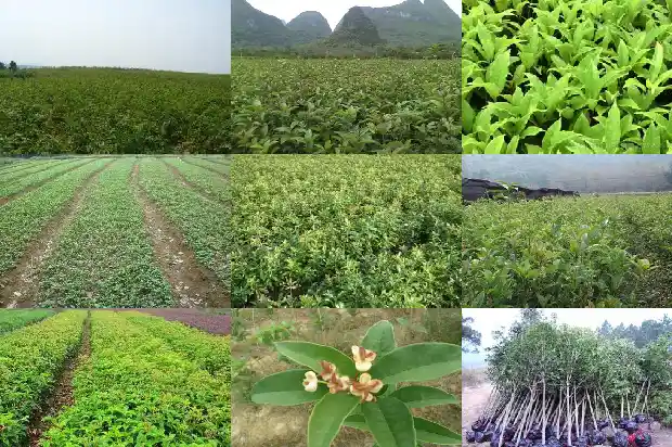 桂花之乡是哪个城市的别名1685666297497