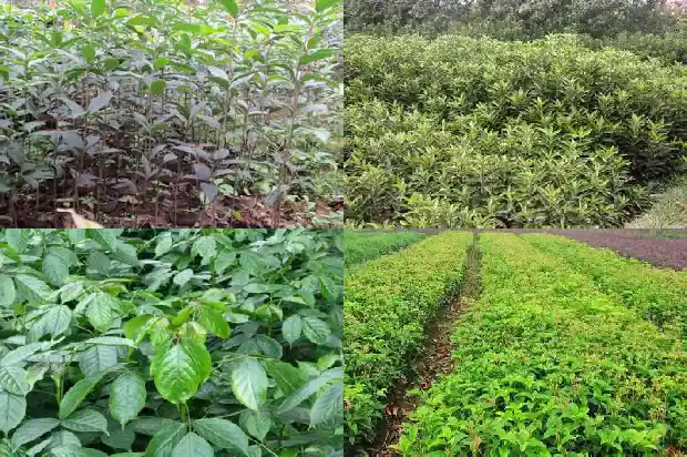 桂花开在什么季节1685666319400