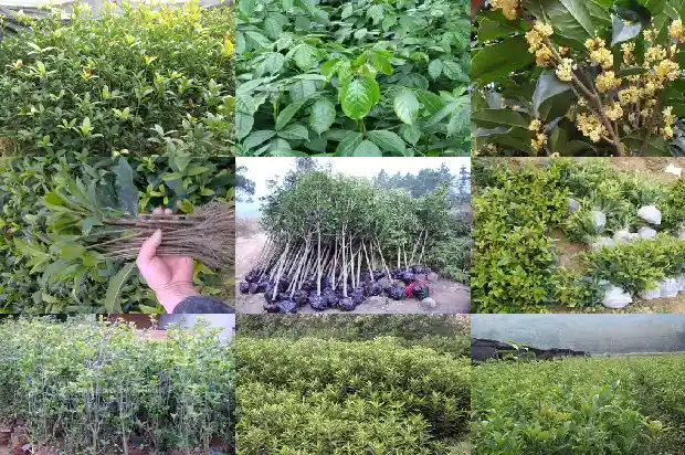 桂花开在什么季节1685666319447