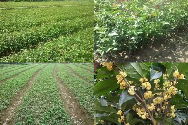 桂花之乡是什么地方的景色1685666339033