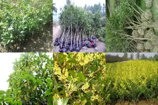 桂花之乡是什么地方的景色1685666339081