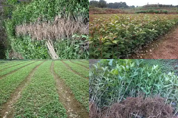桂花嫁接苗几年开花1690504035079