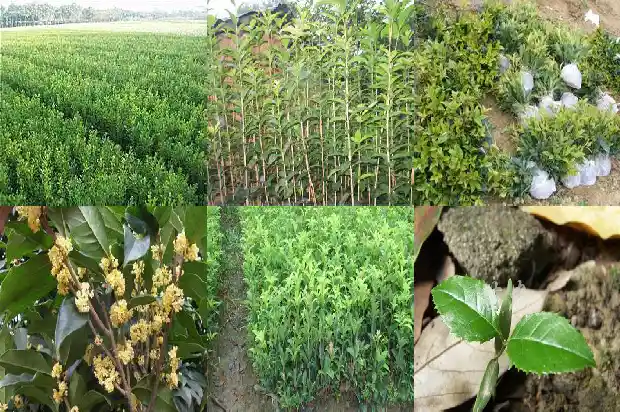 桂花树一年四季都是绿色的吗怎么养护1690332001816