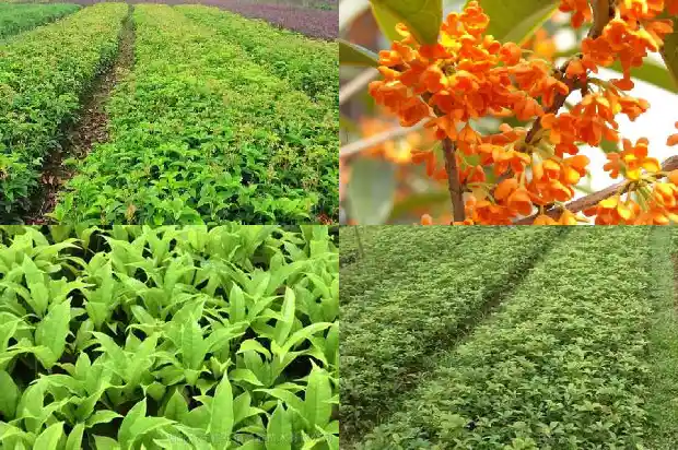 桂花是哪的市花1685666419272