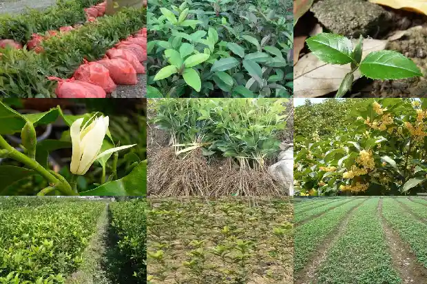 桂花是哪的市花1685666419319