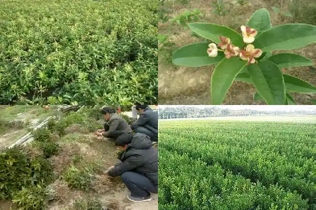 桂花是哪的市花1685666419367