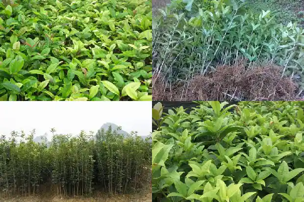 8月桂花树应该施什么肥好呢1688431437723