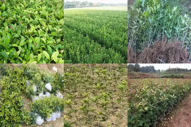 桂花树在什么季节发芽1685666454157