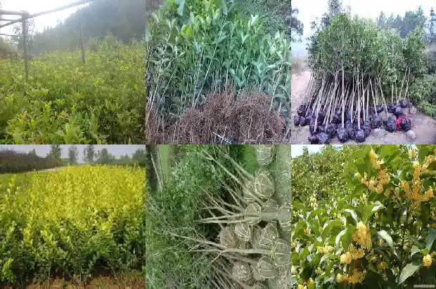 桂花嫁接后简直厉害几年后能开花1688792899023