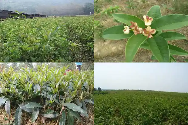 桂花泡水什么时候喝好呢1689207978195