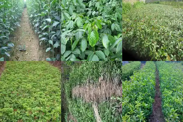 桂花树什么造型好看1685666517918