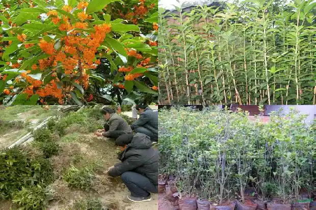 桂花树什么造型好看1685666517966