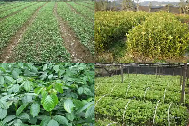 桂花树的外观和特点1685666535279