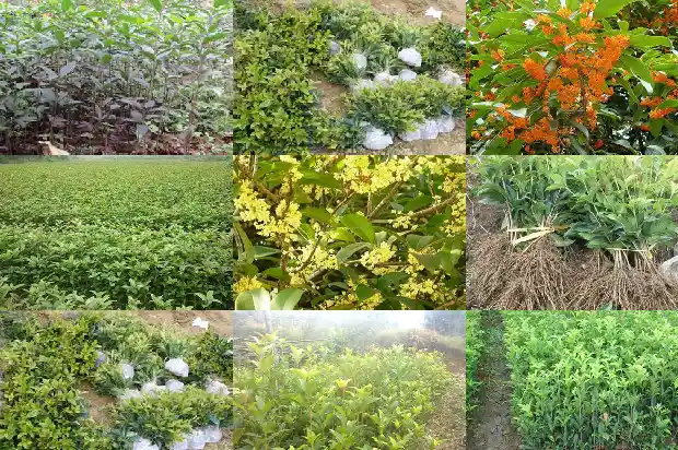 桂花树的外观和特点1685666535327