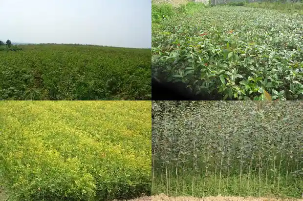 桂花的树干怎么写1685666554954