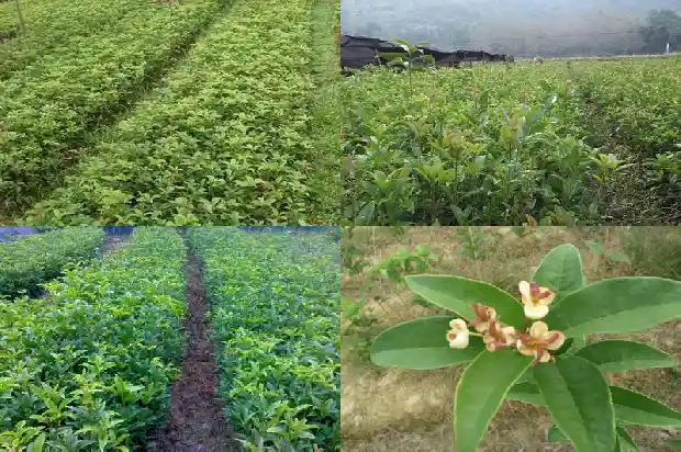 桂花的树干怎么写1685666555002