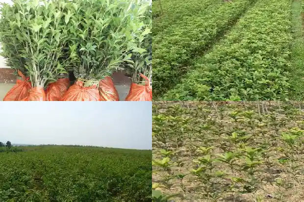桂花树的树怎么写1685666598438