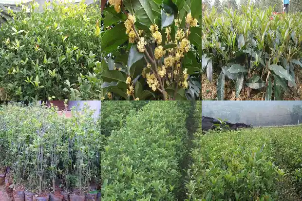 桂花树的树怎么写1685666598486