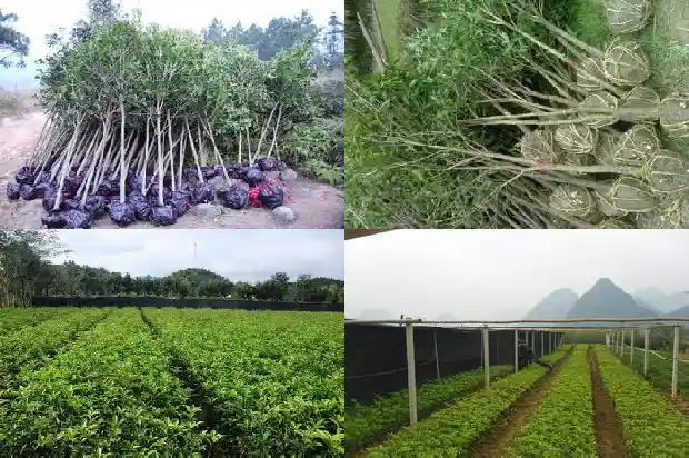 桂花树什么时候开花?1685666616118