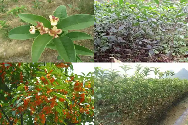 桂花树什么时候开花?1685666616166