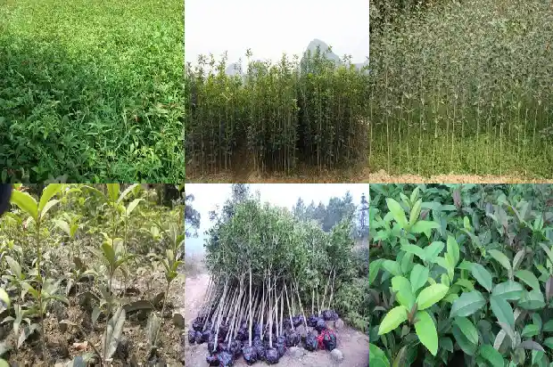 桂花树信息标牌1685666631128
