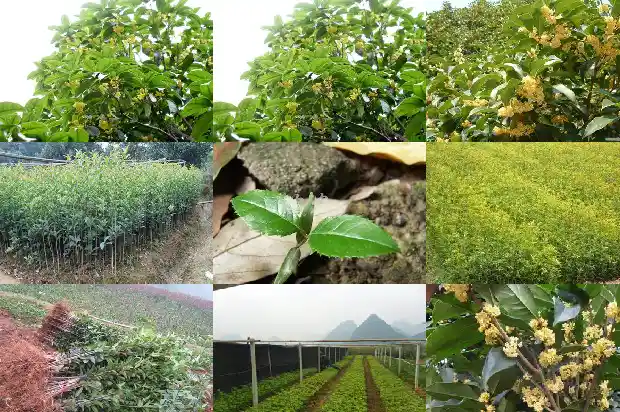 桂花树信息标牌1685666631174