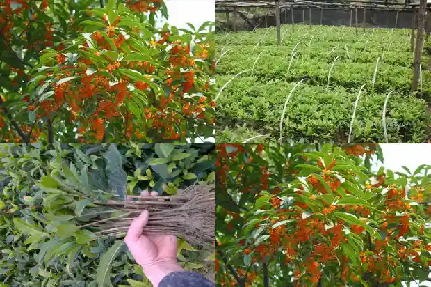 桂花树资料卡片怎么做1685666655279