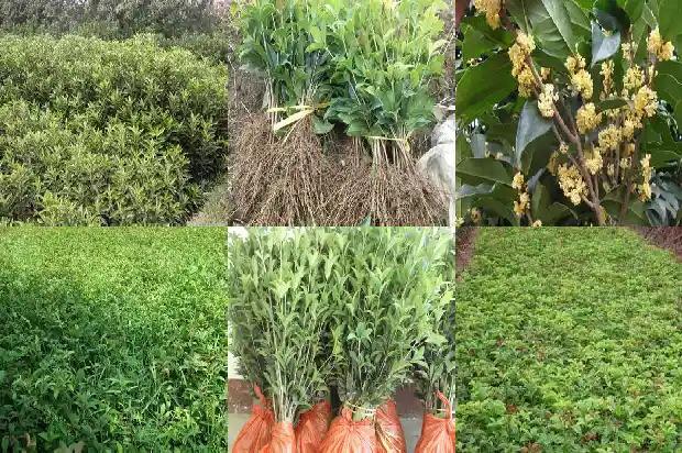 桂花树资料卡片怎么做1685666655327