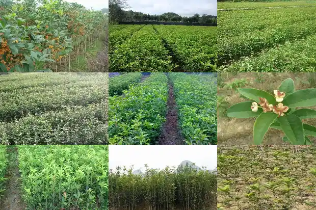 桂花树资料卡片怎么做1685666655375