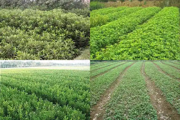 桂花树资料卡片怎么做1685666655421