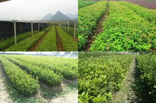 中国桂花之乡有几个县1685666692287