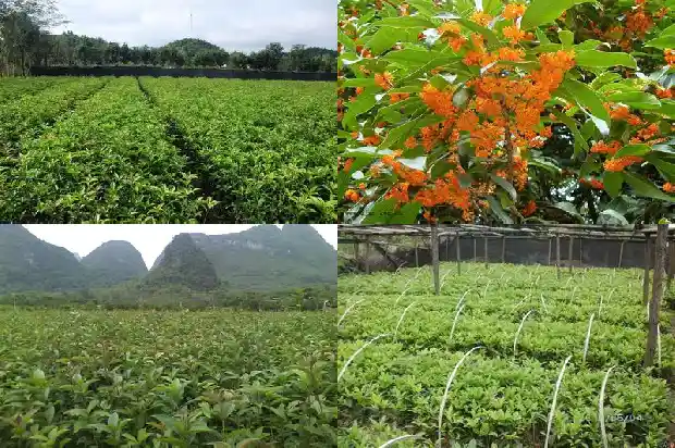 中国桂花之乡是哪个县市1685666713774