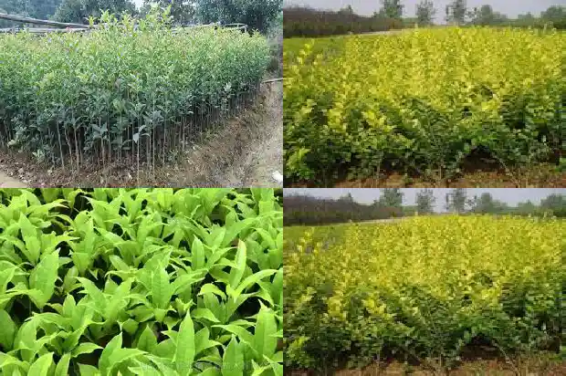 李岙村桂花开了吗1685666735182