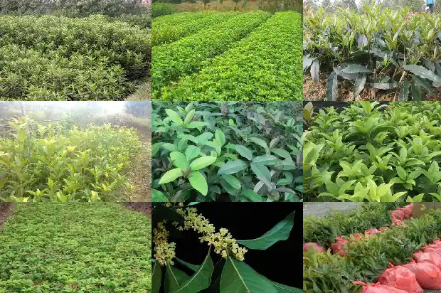 中国桂花最多的城市1685666752540