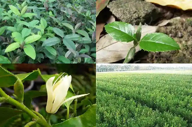 中国桂花最多的城市1685666752636