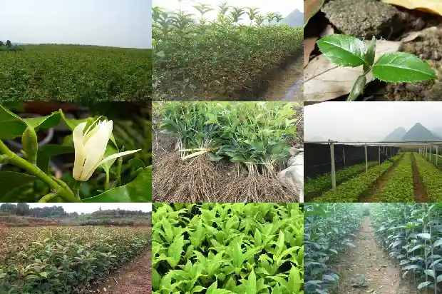 河南桂花苗批发1690158637355