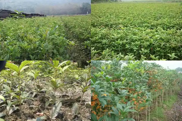 桂花树批发价多少一棵合适呢北方1685666804980