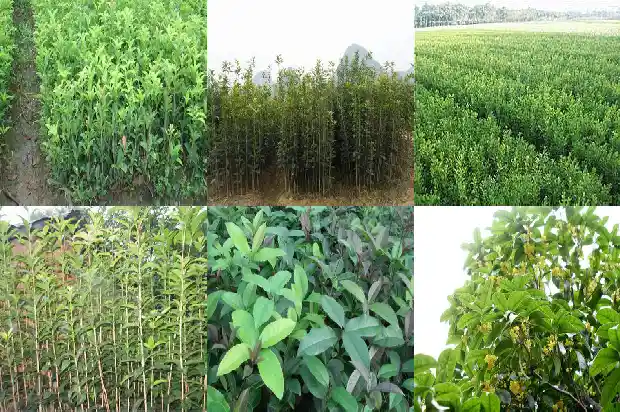 桂花树批发价多少一棵合适呢北方1685666805028