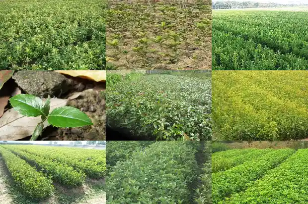桂花树批发价多少一棵合适呢北方1685666805076
